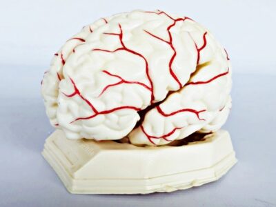 Brain Model with Arteries IT047 1