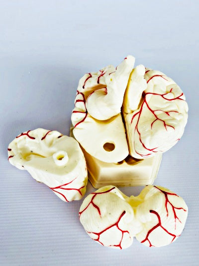 Brain Model with Arteries IT047 10