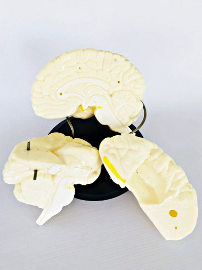 Brain Model, Life Size IT042 5