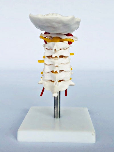 Cervical Spine on Stand IT029 1