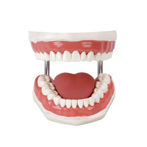 Dental Care Model
