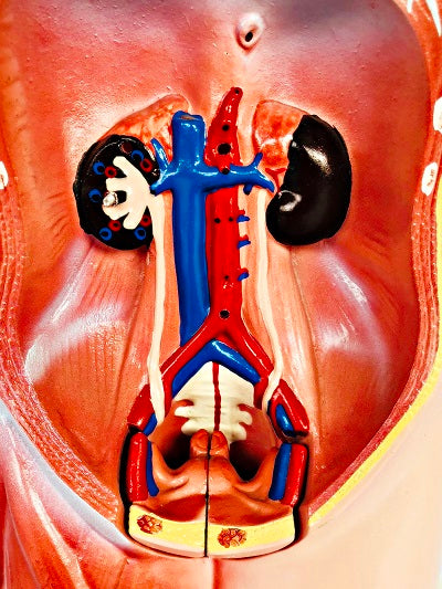Female Torso 42cm – 15 Part IT033 1