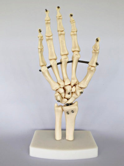 Hand Joint on Stand IT013 1