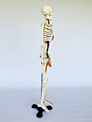 Junior Skeleton with Nerves & Blood Vessels IT004 1