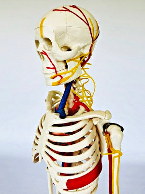 Junior Skeleton with Nerves & Blood Vessels IT004 6
