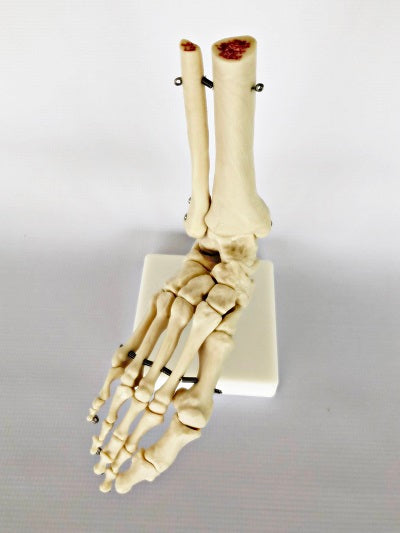 Life Size Foot Joint IT012 5