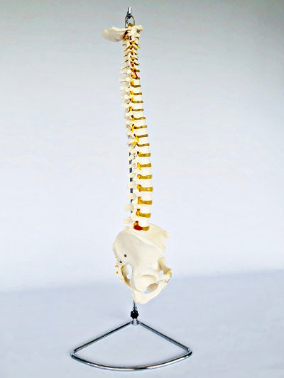 Life Size Vertebral Column with Stand IT007 Rigid 4