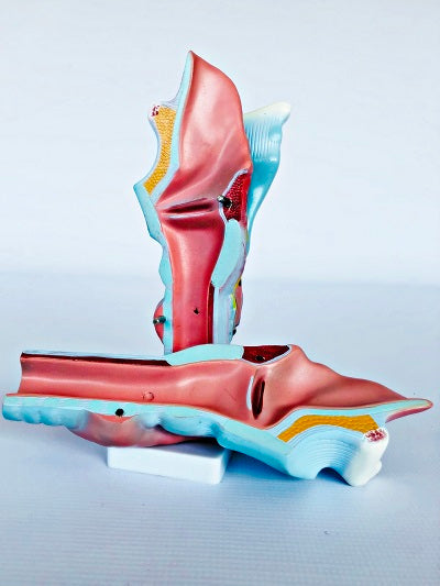 Magnified Human Larynx Model IT037 1