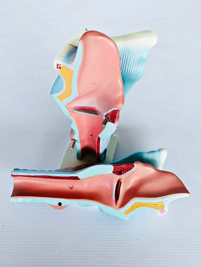 Magnified Human Larynx Model IT037 7