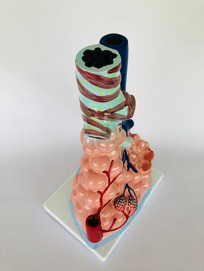 Magnified Pulmonary Model IT038 4