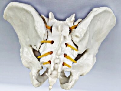 Male Pelvis with Spinal Nerves IT024 8