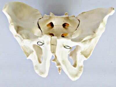 Male Pelvis with Spinal Nerves IT024 1