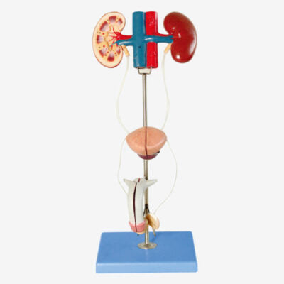 Male Urinary Organ 1