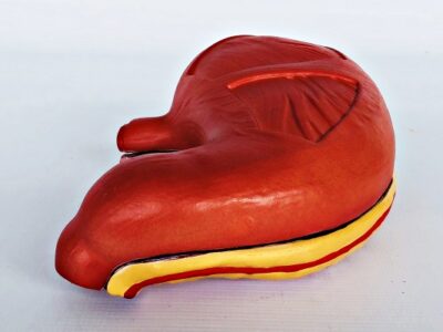 Stomach Model IT044 5