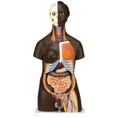 African Torso, Dual-Sex 24 Part B37 1
