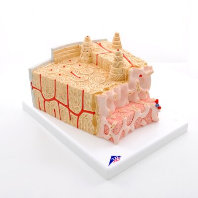 Bone Structure Model A79 1