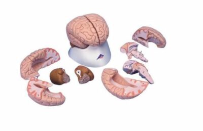 Brain, 8- Parts C17 1
