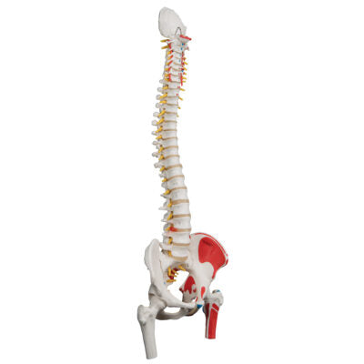 Classic Flex. Spine with Femur A58/3 4
