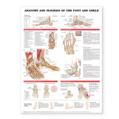 Anatomy and Injuries of the Foot and Ankle 8379 1