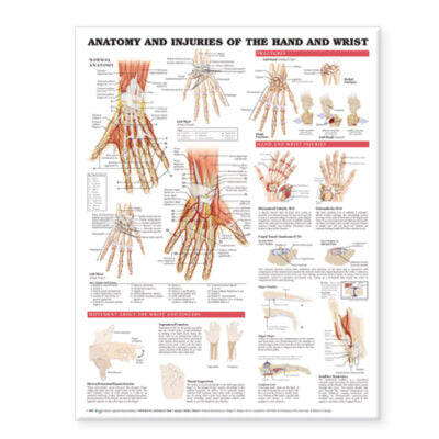 Anatomy and Injuries of the Hand and Wrist Anatomical Chart 9138 1