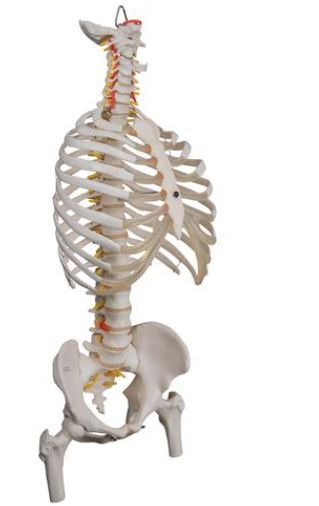 Classic Flexible Spine with Ribs and Femur Heads A56/2 1