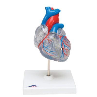 Classic Heart with Conducting System, 2 part G08/3 1