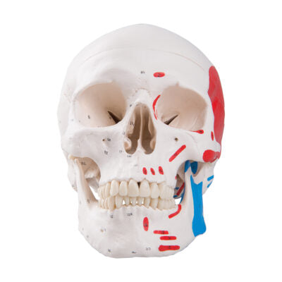 Classic Skull Painted 3-Part A23 1