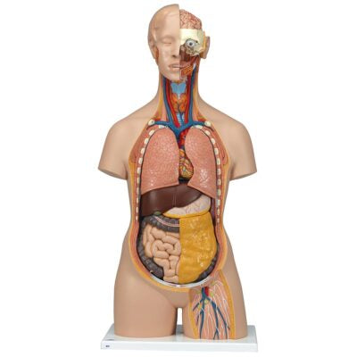 Classic Unisex Torso with Opened Neck and Back 18 Part B19 1