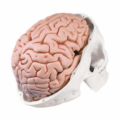 Classic-Skull with Brain, 8-Parts A20/9 4