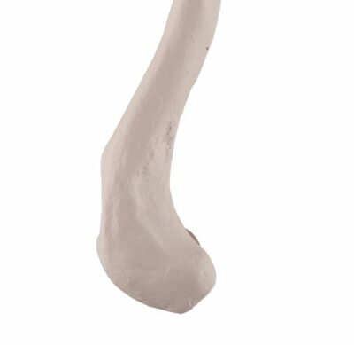Clavicle A45/5 2