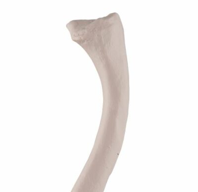 Clavicle A45/5 1