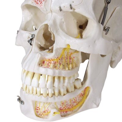 Deluxe Demonstration Skull 10 Part A27 3