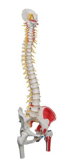 Deluxe Flex. Spine with Femur A58/7 1