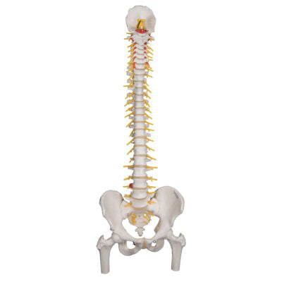 Deluxe Flexible Spine Femur Heads A58/6 1