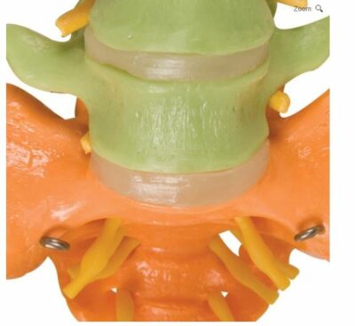 Didactic Flexible Spine with Femur Head A58/9 4