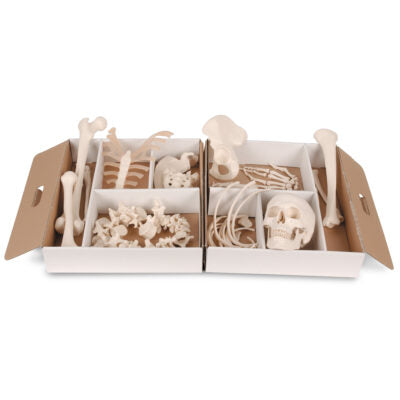 Disarticulated Half Skeleton A04/1 1