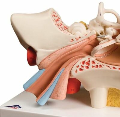 Ear, 3 times Life-Size, 4 Part E10 4