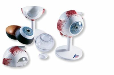 Eye, 3 times Full-Size, 6-Part F15 2
