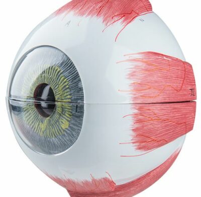 Eye, 5 Times Full-Size, 6-Part F10 2
