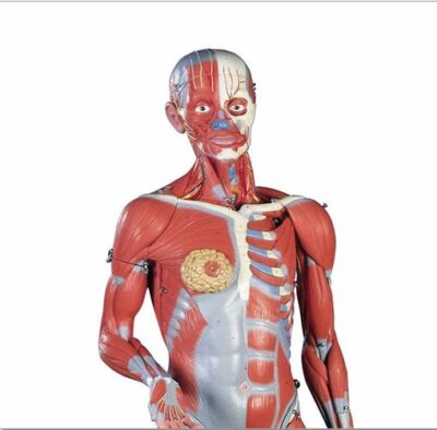 Female Muscle Figure, 23-Part B51 1