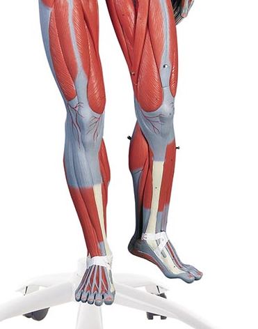 Female Muscle Figure, 23-Part B51 4