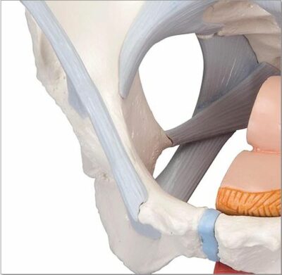 Female Pelvis with Ligaments – 4 Part H20/3 5