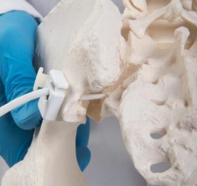 Flexible Female Pelvis with Femur Heads A62/1 5