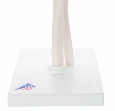 Functional Elbow Joint A83 1