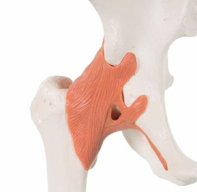 Functional Hip Joint A81 1