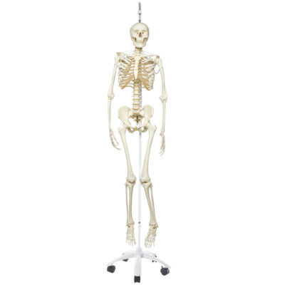 Functional Physiological Skeleton A15/3S 1