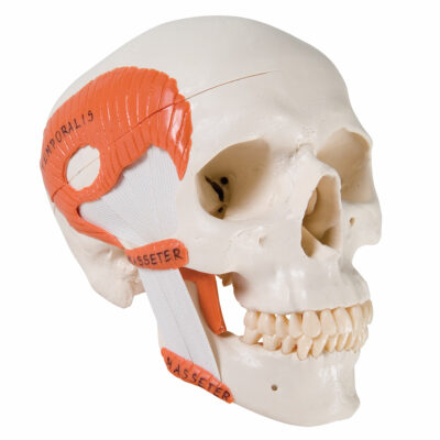 Functional Skull TMJ 2 Part A24 1