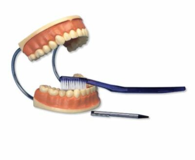 Giant Dental Care Model D16 2