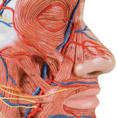 Half Head with Musculature C14 3