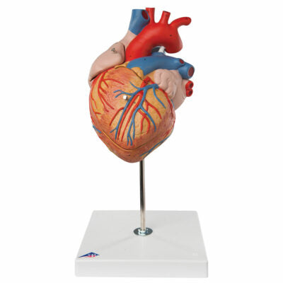Heart, 2-times life size, 4 part G12 1